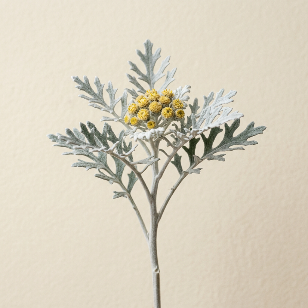 Dusty Miller