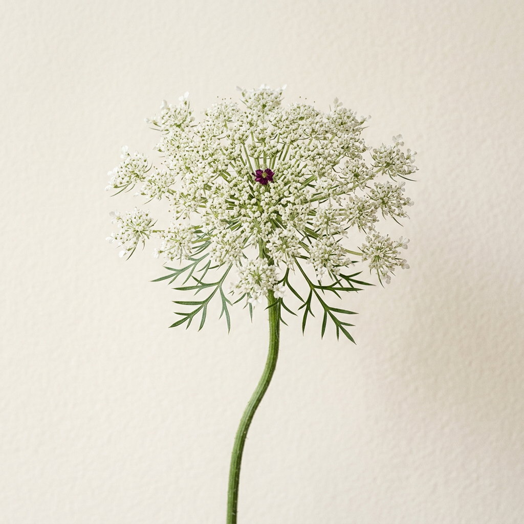 Queen Anne's Lace